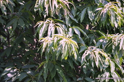 Castanea mollissima — photo 3